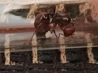 Reina Messor barbarus con prole