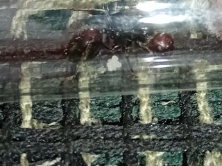 Reina Messor barbarus con prole