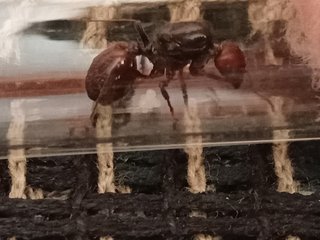 Reina Messor barbarus con prole