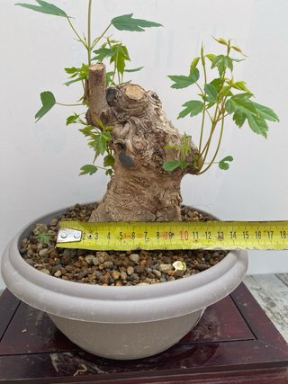 Bonsai arce burgeriano