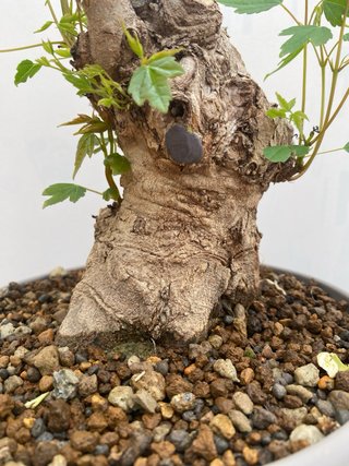 Bonsai arce burgeriano