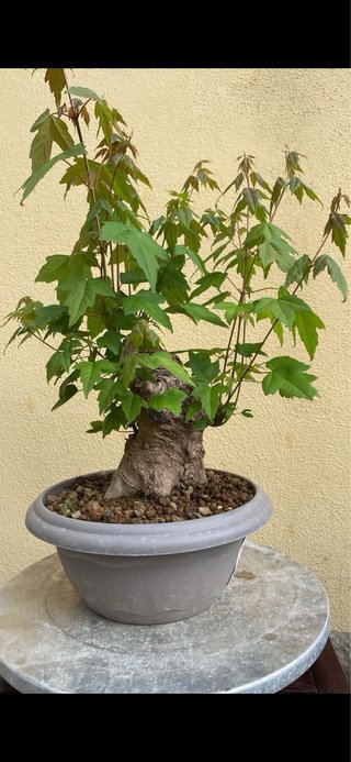 Bonsai arce burgeriano