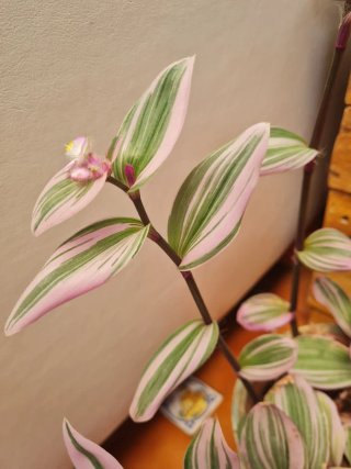 Planta Tradescantia Tricolor con Maceta de BARRO