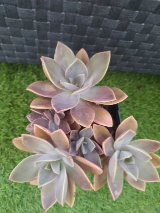 Graptoveria Douglas