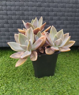 Graptoveria Douglas