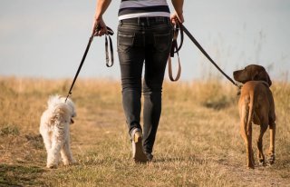 Paseador de perros