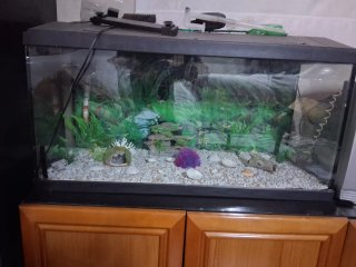 Acuario - terrareo - 80L Negro