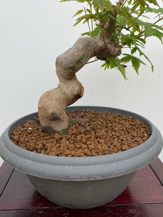 Bonsai Arce palmatum
