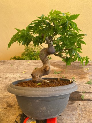 Bonsai Arce palmatum