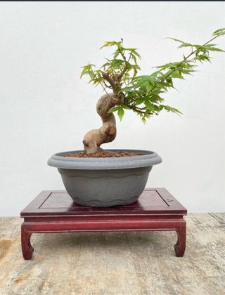 Bonsai Arce palmatum