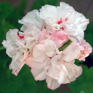 Pelargonium Newport - Fiori compatti