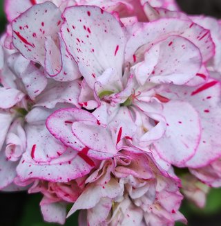 Pelargonium Newport - Fiori compatti