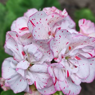 Pelargonium Newport - Fiori compatti