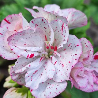 Pelargonium Newport - Fiori compatti