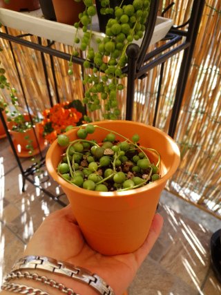 Pianta del Rosario Senecio rowleyanus