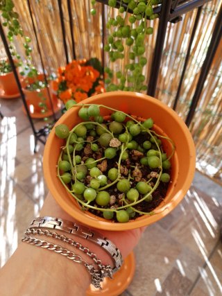 Pianta del Rosario Senecio rowleyanus