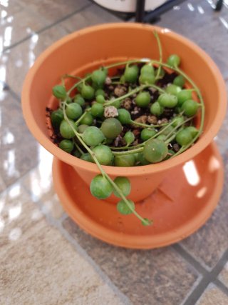 Pianta del Rosario Senecio rowleyanus