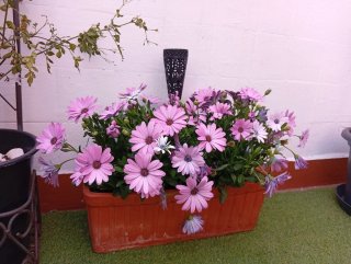 Jardinera con Margaritas Rosas