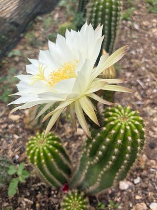 Planta de cactus Trichocereus