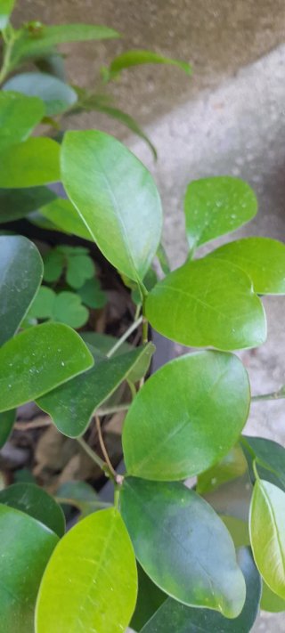Ficus microcarpa en maceta negra