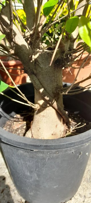 Ficus microcarpa en maceta negra