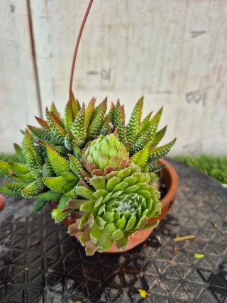 Composición Suculentas N2