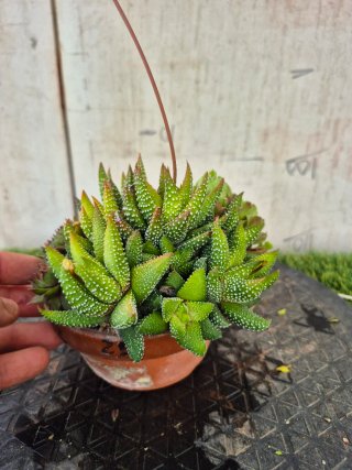 Composición Suculentas N2