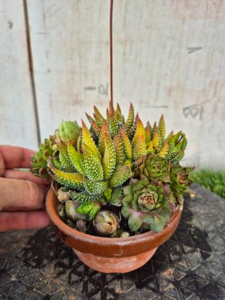 Composición Suculentas N2