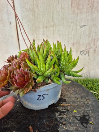 Composición Suculentas N.3