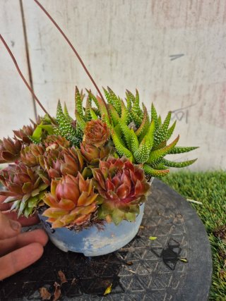 Composición Suculentas N.3