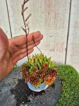 Composición Suculentas N.3