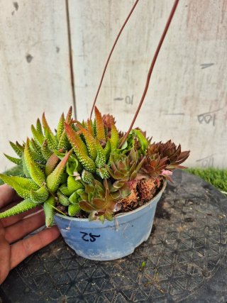 Composición Suculentas N.3