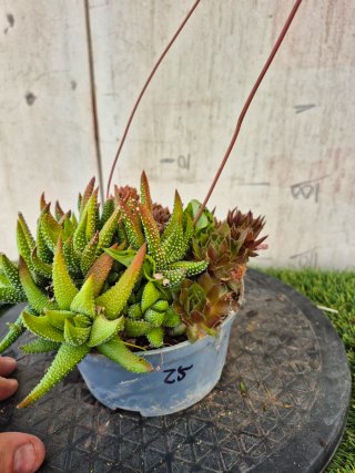 Composición Suculentas N.3