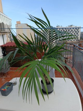 Planta Kentia Interior (5 plantas)