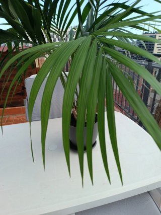 Planta Kentia Interior (5 plantas)
