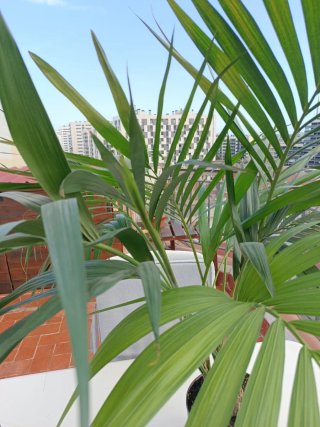Planta Kentia Interior (5 plantas)