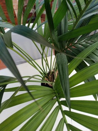 Planta Kentia Interior (5 plantas)