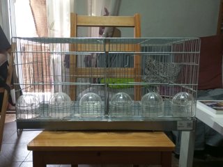 Jaula para pájaros con separador