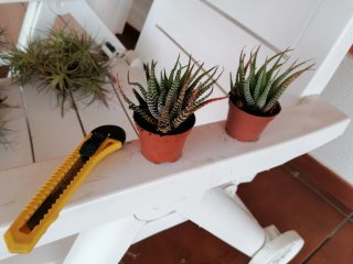 Planta Suculenta Cebra