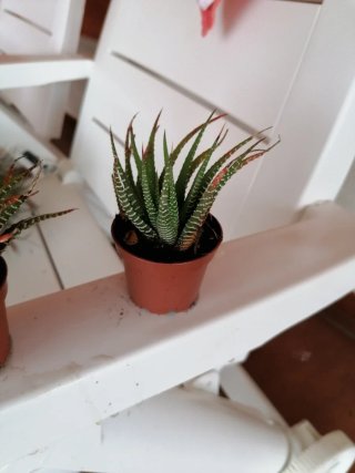 Planta Suculenta Cebra
