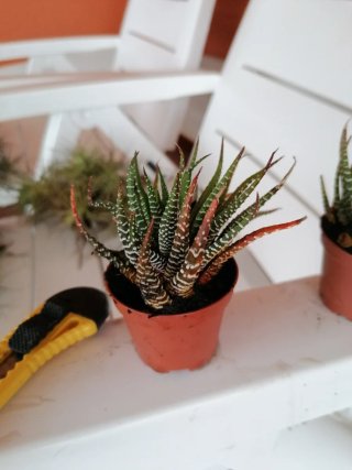 Planta Suculenta Cebra