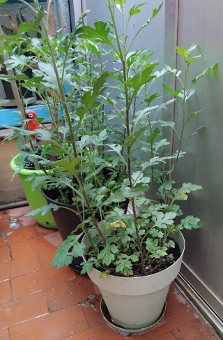 2 Plantas por 6€