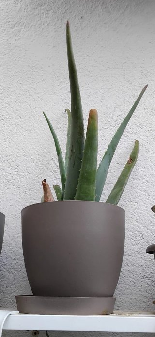 Planta Aloe Vera en Maceta Gris