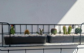 Jardinera con  tres cactus.