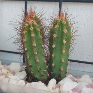 Jardinera con  tres cactus.