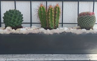 Jardinera con  tres cactus.