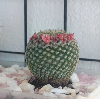 Jardinera con  tres cactus.