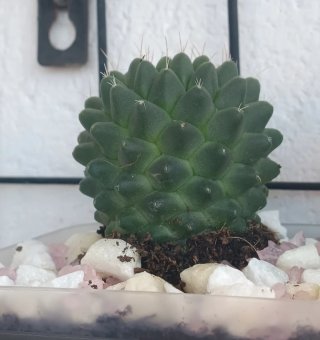 Jardinera con  tres cactus.