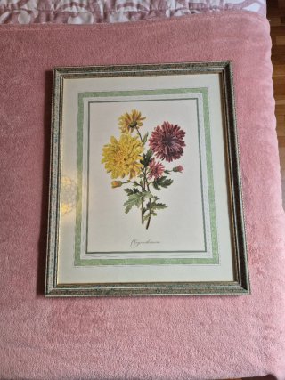 Cuadro Flores Chrysanthemum