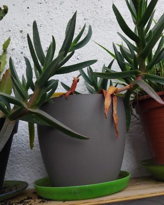 Planta suculenta en maceta gris